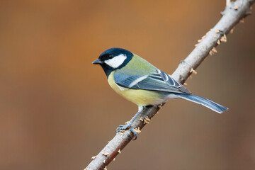 Koolmees, Great Tit, Parus major