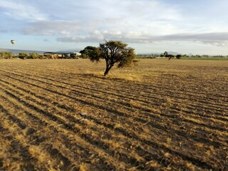 field, agriculture, landscape, sky, rural, farm, nature, countryside, land, green, farming, summer, tree, grass, harvest, blue, earth, farmland, soil, spring, country, autumn, meadow, plowed, plant