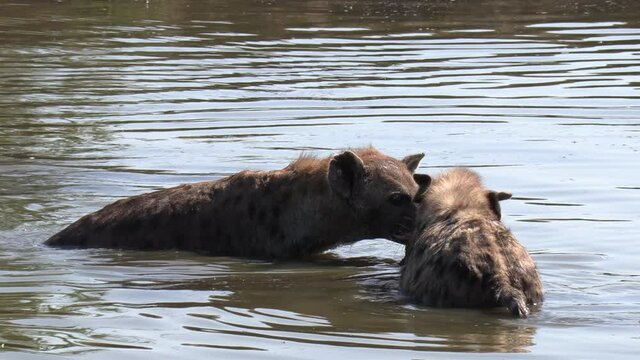 Close view of hyena moving toward another in water with food in mouth
