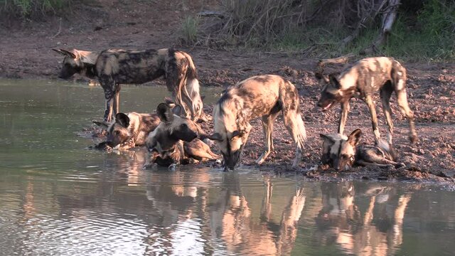 Close view of African wild dogs cooling off at waterhole, golden hour