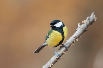 Koolmees, Great Tit, Parus major