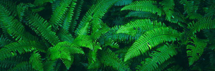 Fern plants. Fern leaf. Green fern leaves in forest. natural texture pattern background. Tropical foliage in jungle.