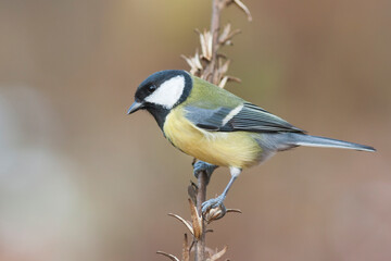 Koolmees, Great Tit, Parus major
