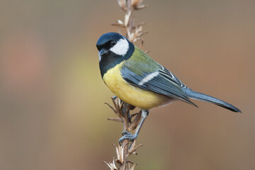 Koolmees, Great Tit, Parus major