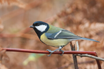 Obraz premium Koolmees, Great Tit, Parus major