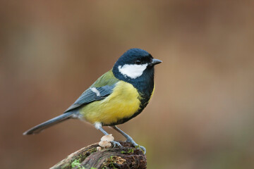 Obraz premium Koolmees, Great Tit, Parus major