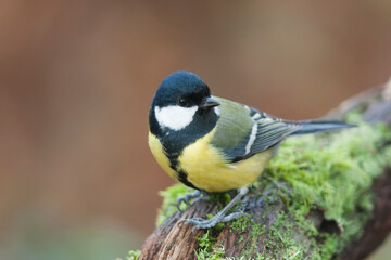 Koolmees, Great Tit, Parus major