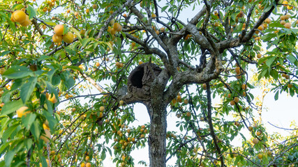 Nest of the rufous hornero (Furnarius rufus) in the middle of yellow plum on the tree, green leaves and sky. Old fruit trees. Organic crops