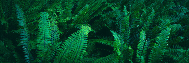 Fern plants. Fern leaf. Green fern leaves in forest. natural texture pattern background. Tropical...