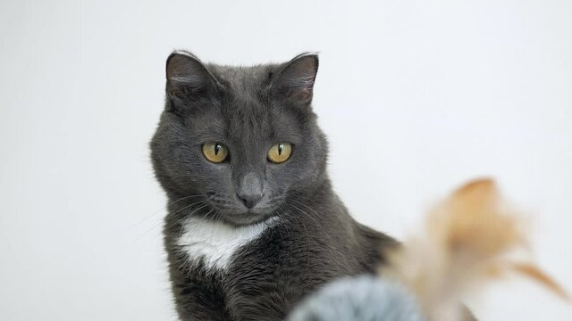 A gray cat with yellow eyes sits on a white background watches a toy made of fur and feathers, close-up. The life of pets in the house.