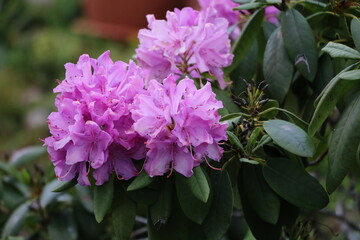 Pink rhododendron in spring, Germany