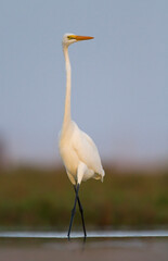 Grote Zilverreiger, Great White Egret, Ardea alba alba