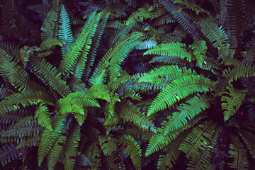 Fern plants. Fern leaf. Green fern leaves in forest. natural texture pattern background. Tropical foliage in jungle.