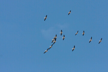 Great White Pelican, Roze Pelikaan, Pelecanus onocrotalus