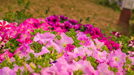 Abstract defocus meadow flower with blurry background, beautiful fresh morning with dew on petal at Lotus Temple, Delhi. Spring landscape blurry natural background.