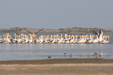 Great White Pelican, Roze Pelikaan, Pelecanus onocrotalus