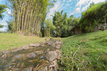 hermoso piasaje con arroyos y flores, ambiente natural tranquilo