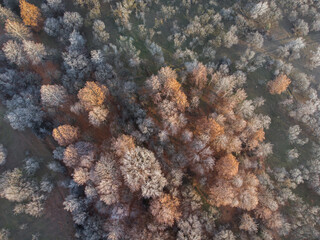 Frozen Deciduous Forest From Above In The Winter