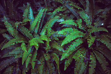 Fern plants. Fern leaf. Green fern leaves in forest. natural texture pattern background. Tropical...