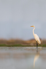 Grote Zilverreiger, Great White Egret, Ardea alba alba