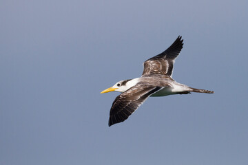 Grote Kuifstern, Greater Crested Tern, Thalasseus bergii velox