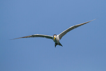 Grote Kuifstern, Greater Crested Tern, Thalasseus bergii velox