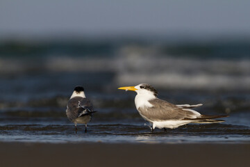 Grote Kuifstern, Greater Crested Tern, Thalasseus bergii velox