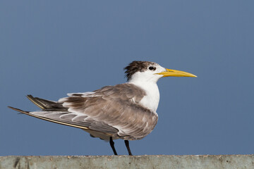 Grote Kuifstern, Greater Crested Tern, Thalasseus bergii velox