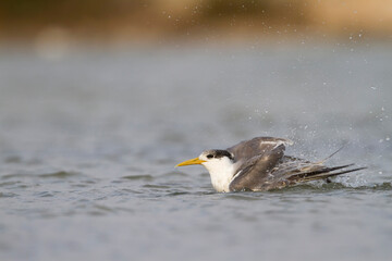 Grote Kuifstern, Greater Crested Tern, Thalasseus bergii velox