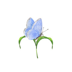 Small blue butterfly on green leaf. Hand drawn watercolor illustration.