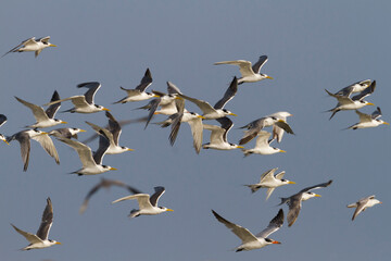Grote Kuifstern, Greater Crested Tern, Thalasseus bergii velox