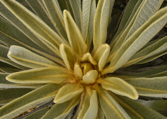 Naklejka na ściany i meble Closeup of (Espeletia) plant growing on the Páramo de Oceta, Monguí, Boyaca, Colombia