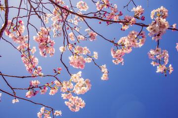 Cherry blossom flower. Pink flowers in spring. Cherry blossom and blue sky background.