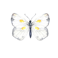 White and grey butterfly on white background. Hand drawn watercolor illustration. - 403858256