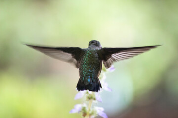 hummingbird in flight