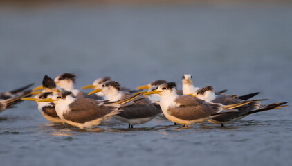 Grote Kuifstern, Greater Crested Tern, Thalasseus bergii velox