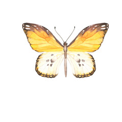 Yellow and brown butterfly on white background. Hand drawn watercolor illustration. - 403858272