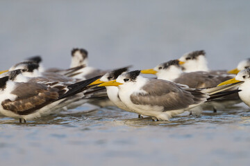 Grote Kuifstern, Greater Crested Tern, Thalasseus bergii velox