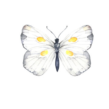 White and grey butterfly on white background. Hand drawn watercolor illustration.