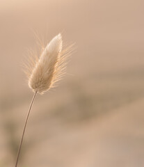 Bunny Tail Natural look and blurry background