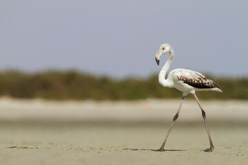 Greater Flamingo; Phoenicopterus roseus,
