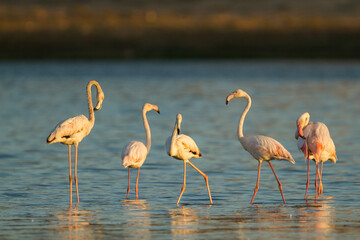 Greater Flamingo; Phoenicopterus roseus,