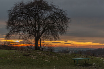 Fototapeta na wymiar Sunset over tree