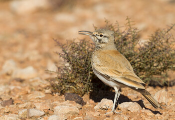 Witbandleeuwerik, Greater Hoopoe Lark, Alaemon alaudipes ssp. alaudipes