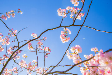 cherry tree blossom