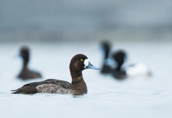 Toppereend, Greater Scaup, Aythya marila