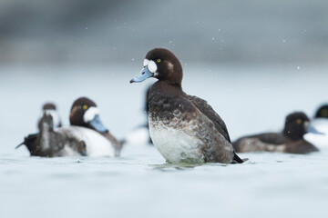 Toppereend, Greater Scaup, Aythya marila