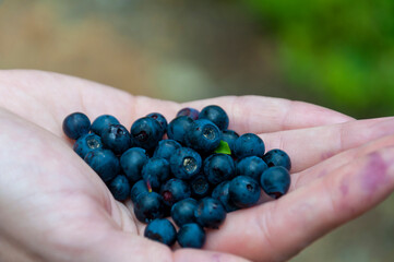 Fresh blueberries in women's hand. Selective focus.