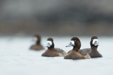 Toppereend, Greater Scaup, Aythya marila