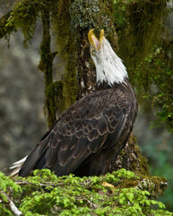 Bald Eagle Calling in Rainforest, Anan Creek
